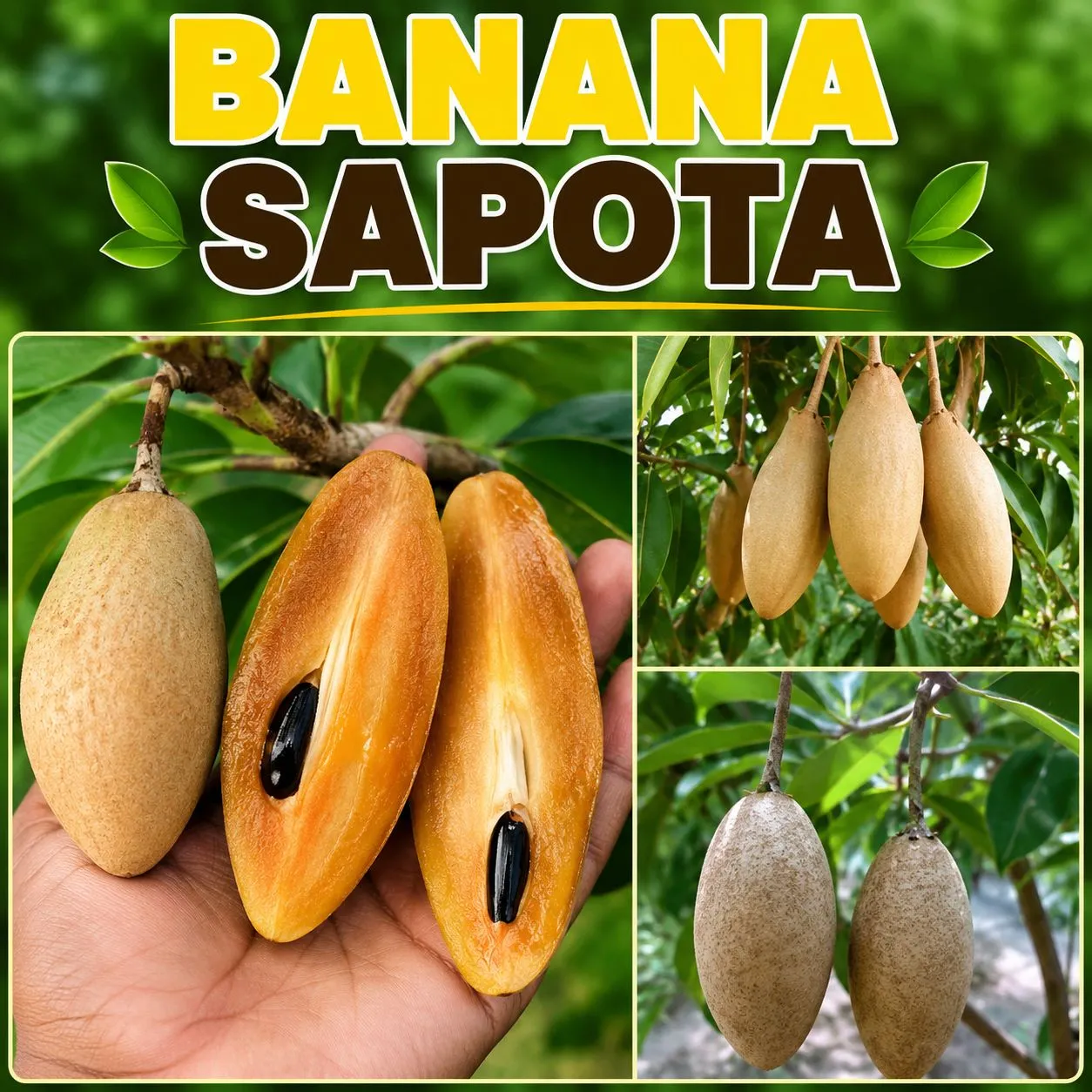 Banana Sapota (பனானா சப்போட்டா )